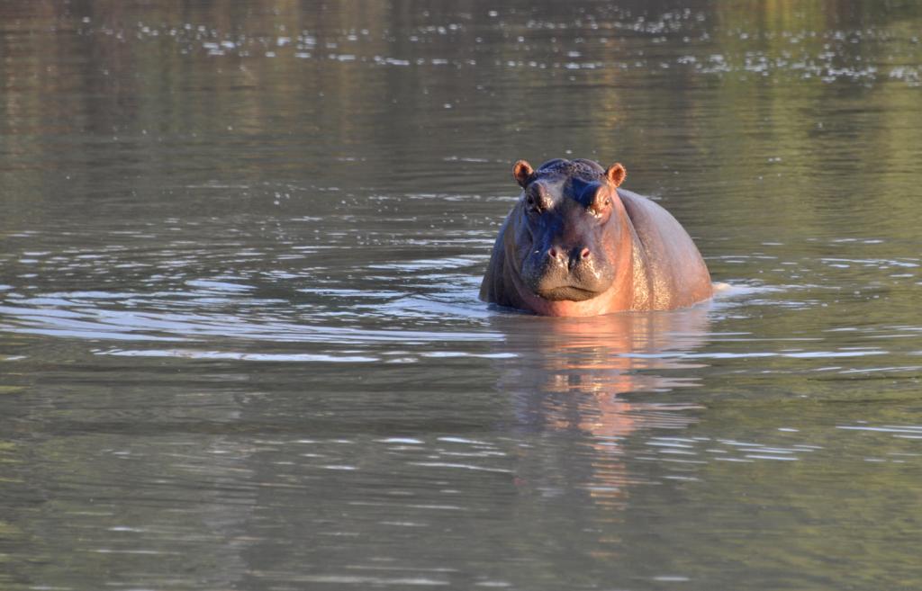 DSC_0315hippo.jpg