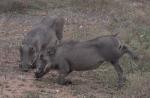 warthogs