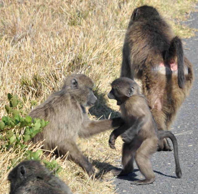 DSC_9238_baboon.jpg