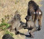 DSC_9237_baboon.jpg