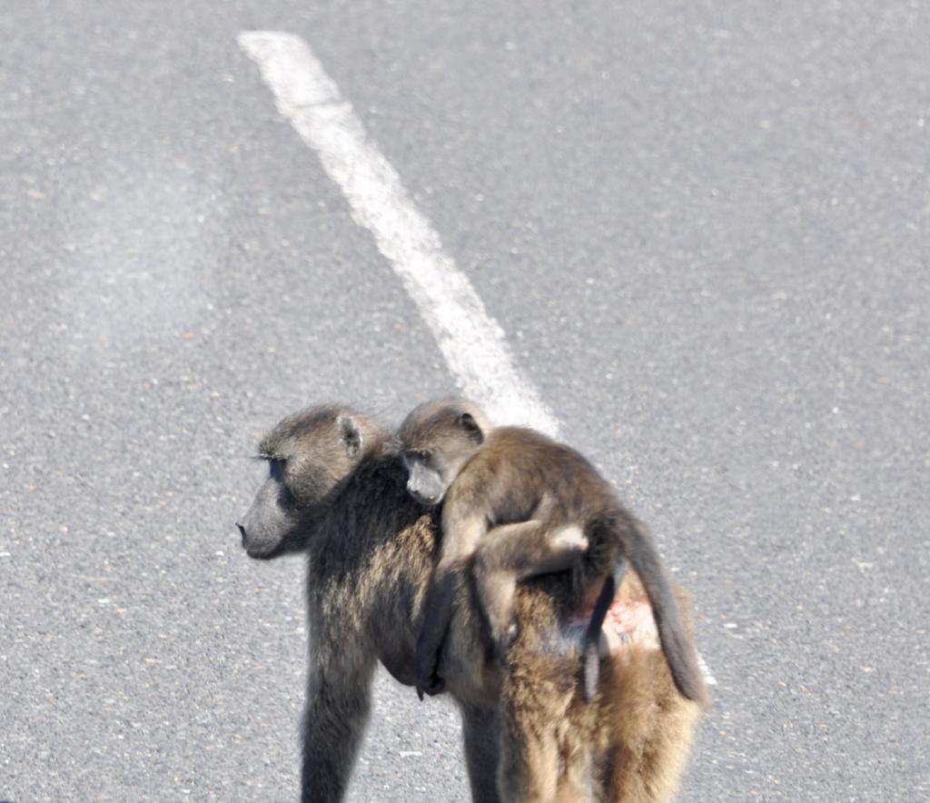 DSC_9228_baboon.jpg