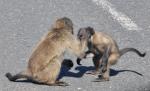 DSC_9261_baboon.jpg