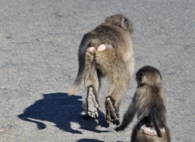 DSC_9251_baboon.jpg