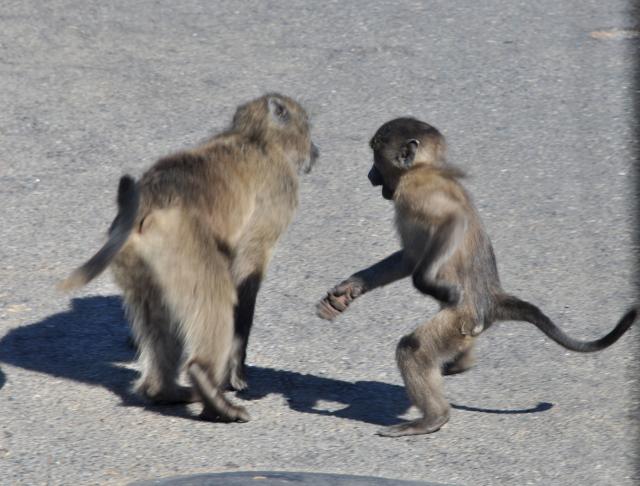 DSC_9249_baboon.jpg