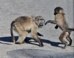 DSC_9248_baboon.jpg