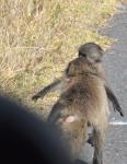 DSC_9246_baboon.jpg