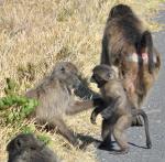 Baboons