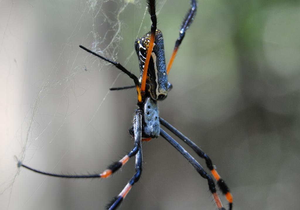 DSC_9887_spider.jpg