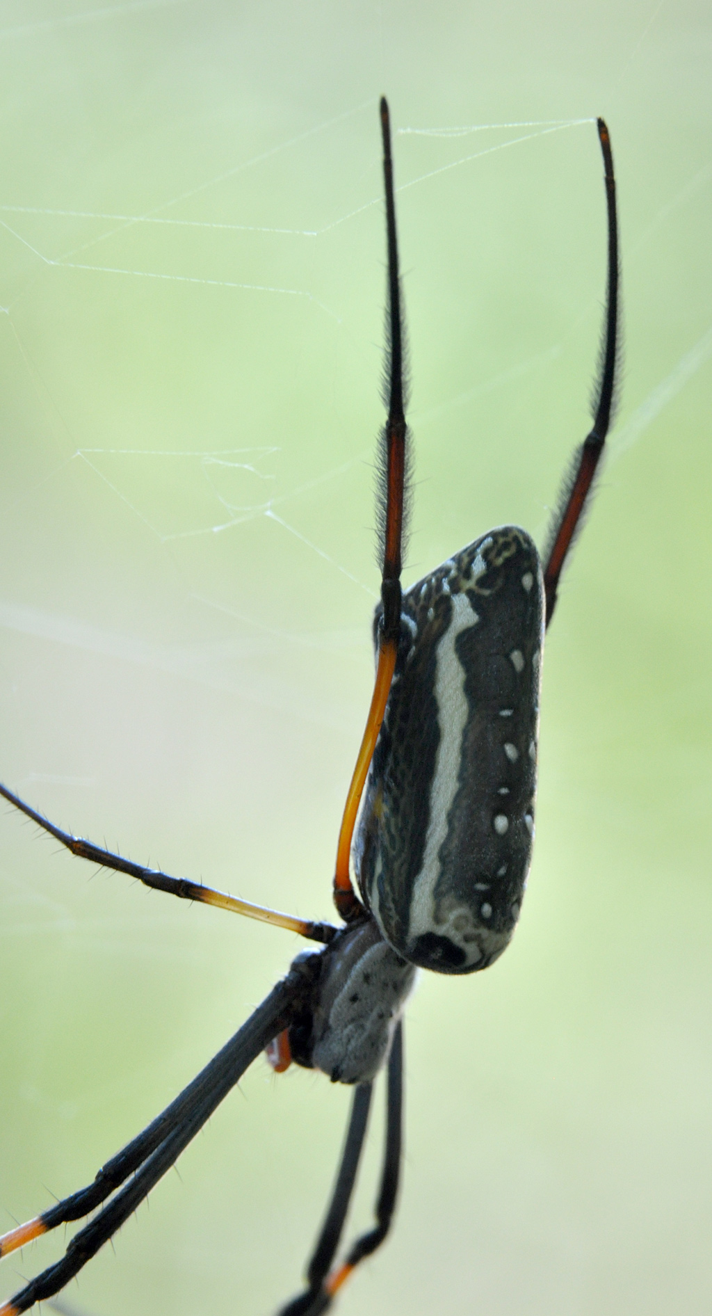 DSC_9849_spider.jpg