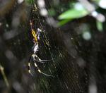 DSC_9822_spider.jpg