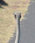 DSC_9271_ostrich.jpg