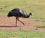 DSC_9485_ostrich.jpg