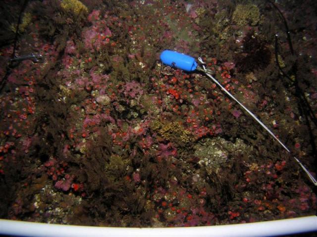 P8260045_blueWeightQuad