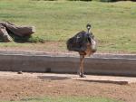 DSC_9480_ostrich.jpg