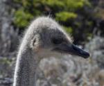 DSC_9278_ostrich.jpg