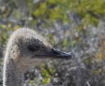 DSC_9276_ostrich.jpg