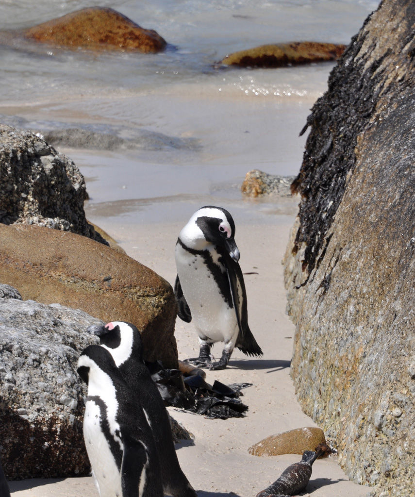 DSC_9330pengs.jpg