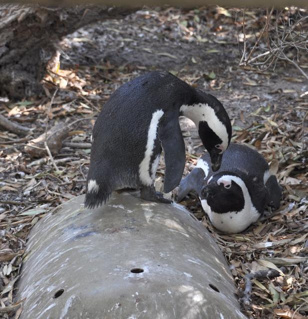 DSC_9352pengs.jpg