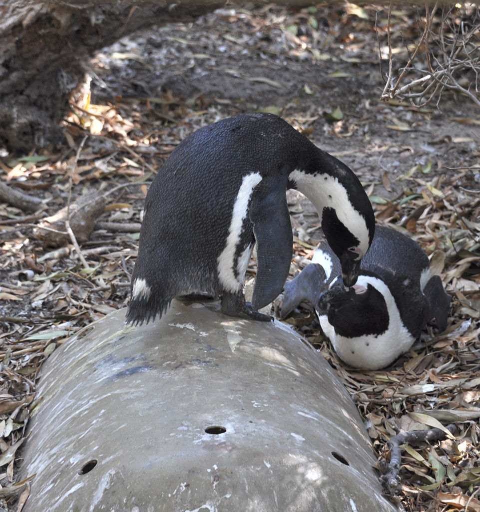 DSC_9350pengs.jpg