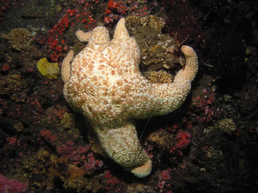 P8260072_largeStarAndNudi