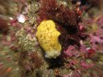 P8260074_nudi_WAzoom