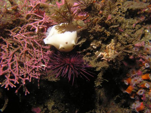 P8260091_sandiegensisAndPurpleUrchin