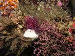 P8260093_sandiegensisAndPurpleUrchin2