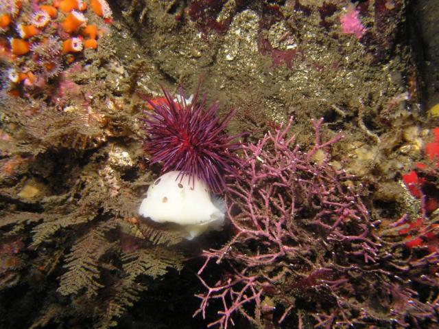 P8260093_sandiegensisAndPurpleUrchin2