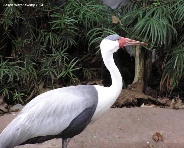 blueCrane2