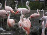 flamingos