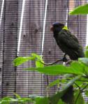 lorikeet