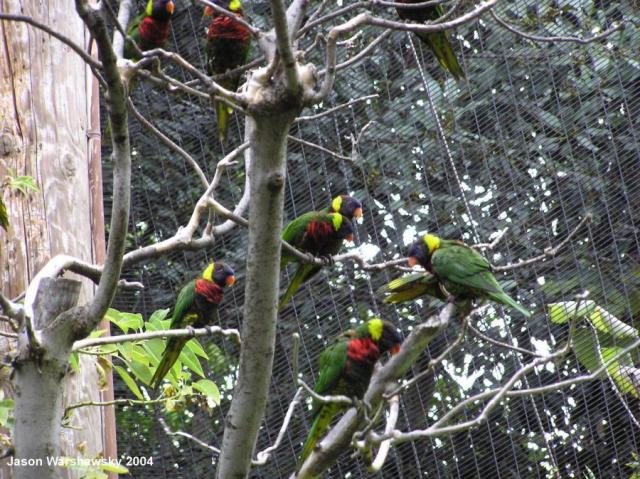 lorikeets