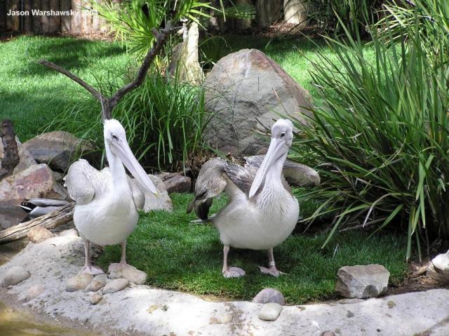 pelicans