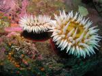 anemones