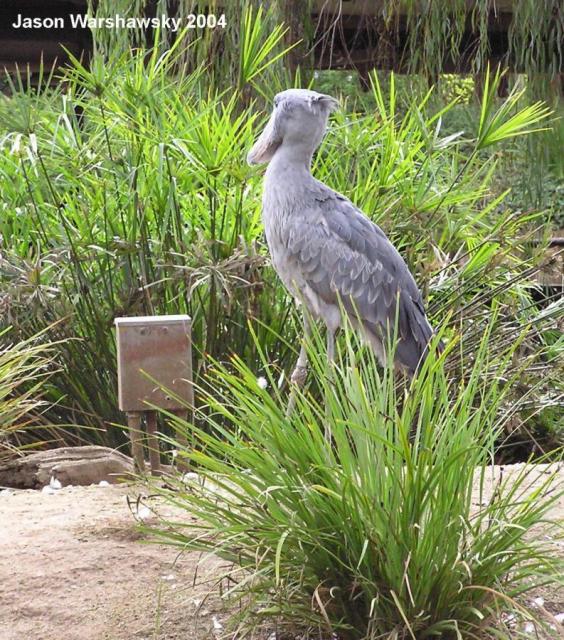 shoeBillStork