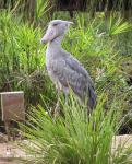 shoeBillStork2