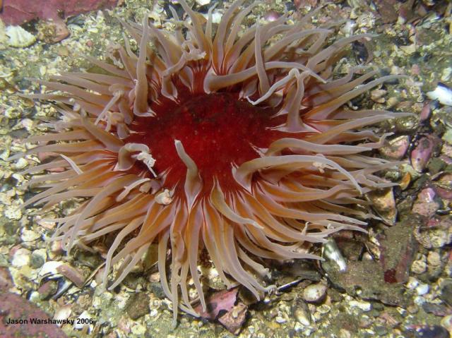 sandRoseAnemone2