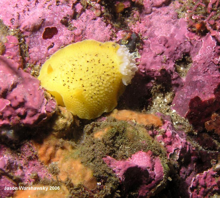 peltodoris nobilis