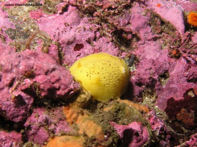 peltodoris nobilis