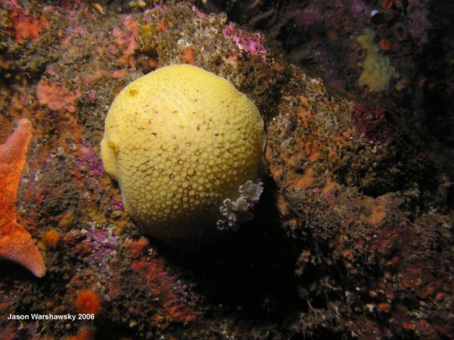 Peltodoris nobilis