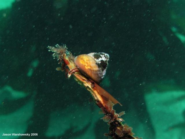 hermitInSnailShellOnKelp