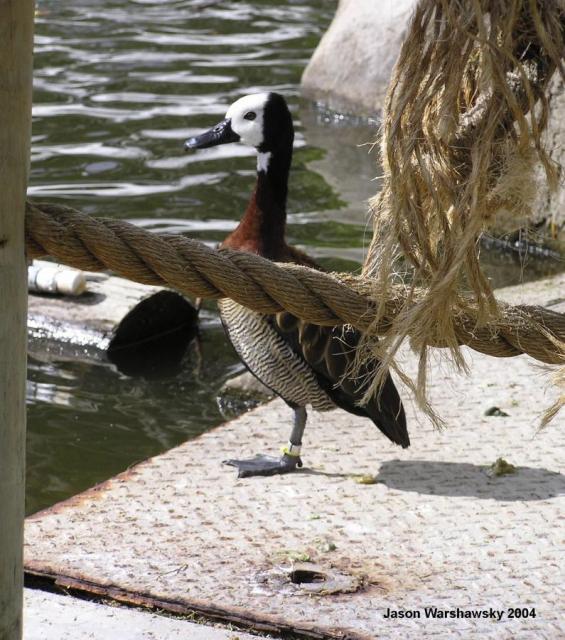 whiteFacedWhistlingDuck2