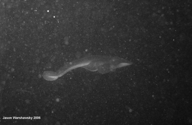 thornbackRayB&W