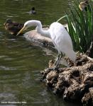 whiteHeron