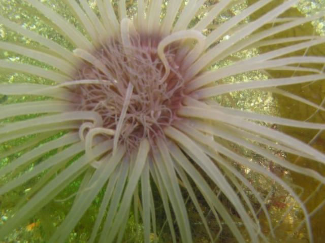 tube anemone                                          Won honorable mention in - Digital Novice Macro