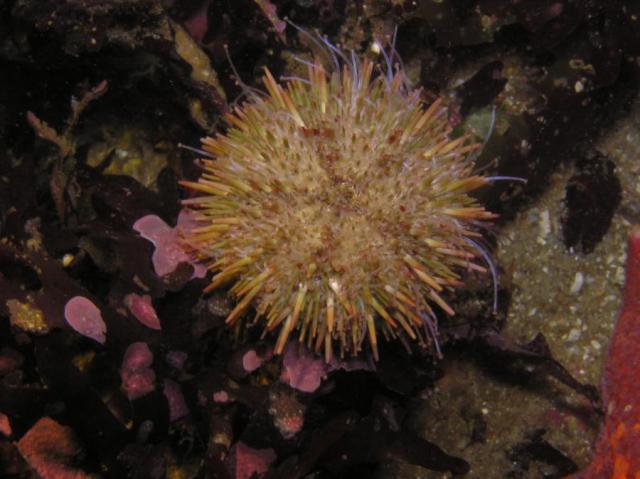 urchin           entered in - Digital Novice Macro