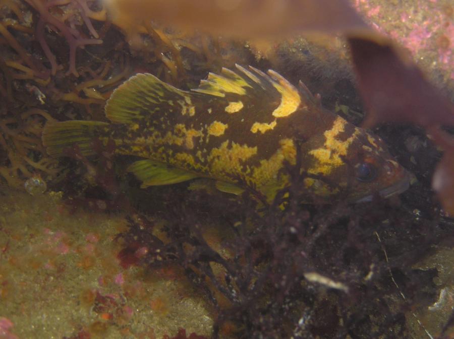Black and Yellow Rockfish entered in - Digital Novice Normal/Wide-Angle