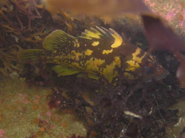 Black and Yellow Rockfish entered in - Digital Novice Normal/Wide-Angle