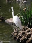 whiteHeron2