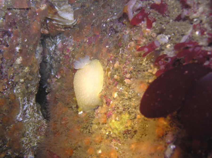 baptodoris mimetica